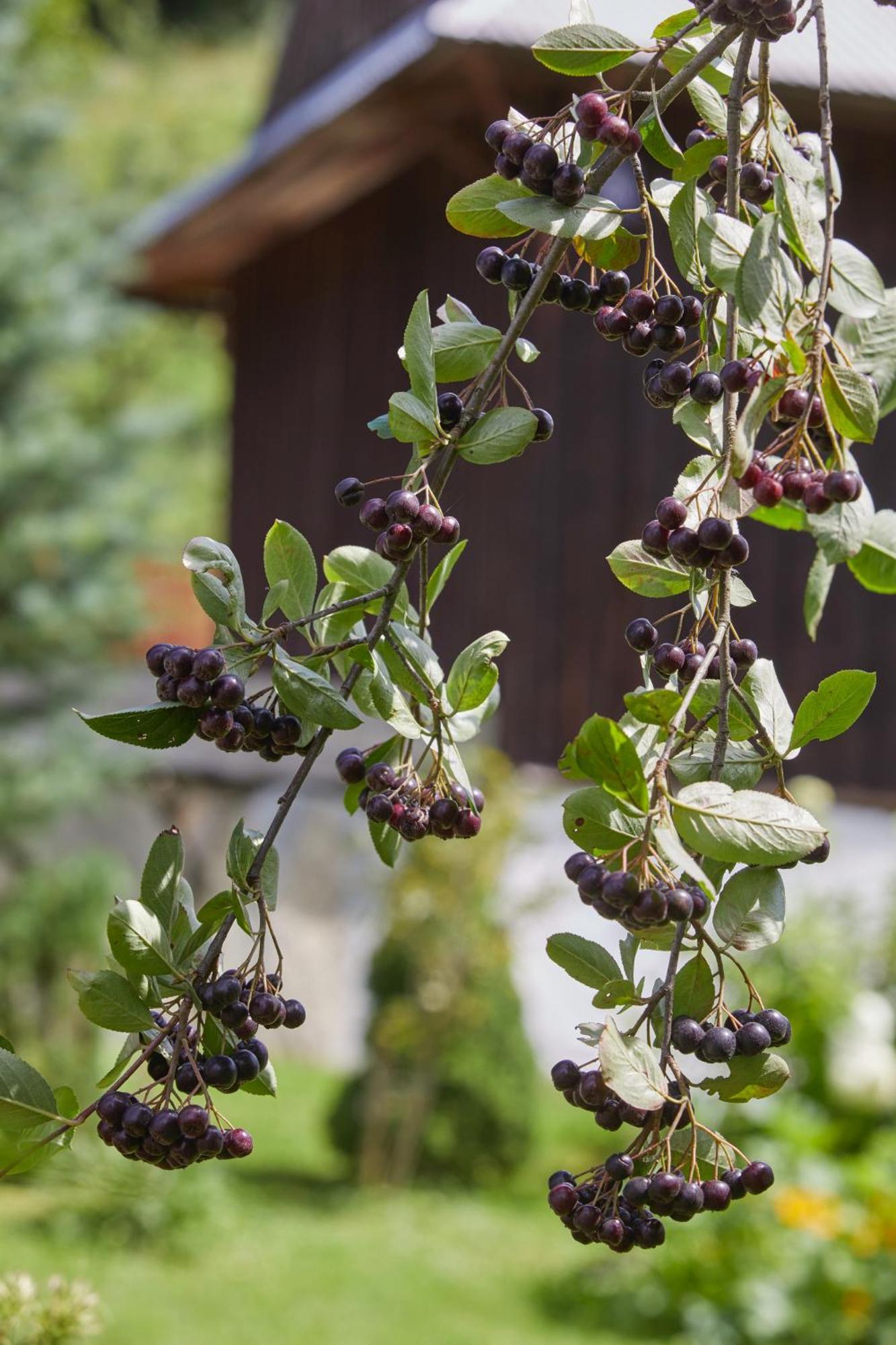 Sielanka Pieninska Holiday home